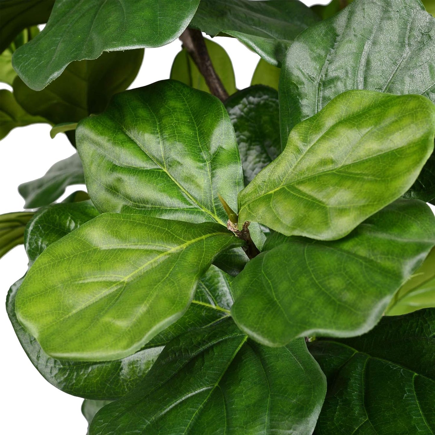 Vickerman 8ft Artificial Potted Fiddle Tree - 114 Large Fiddle Leaves - Green Silk - Artificial Indoor Fiddle Plant - Single Stem - Home Office Decor - Living Room Decor